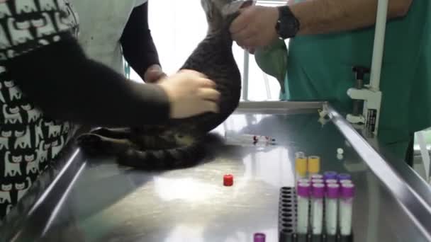 Een Zieke Kat Liggend Een Veterinaire Tafel Terwijl Een Dierenarts — Stockvideo