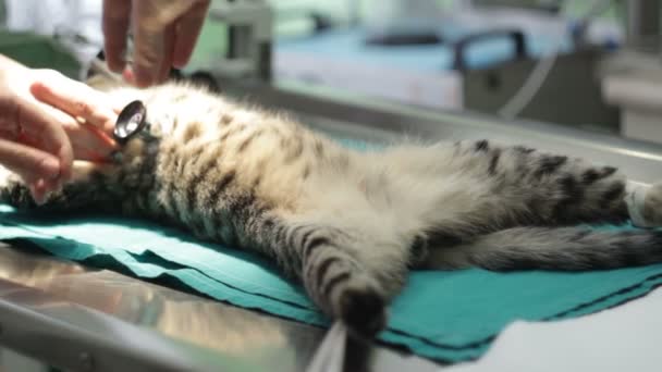兽医对猫的猫去势进行了消毒 — 图库视频影像