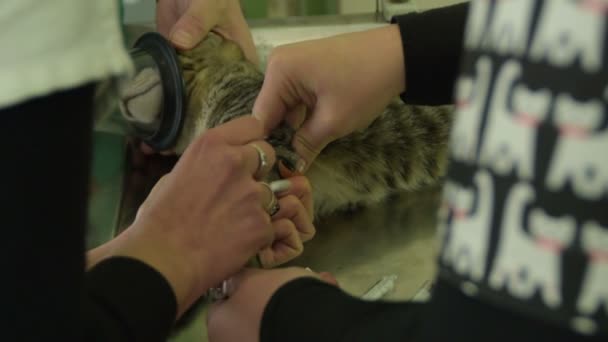 Bir Hemşire Elinde Kan Hasta Bir Kedi Alacağım — Stok video