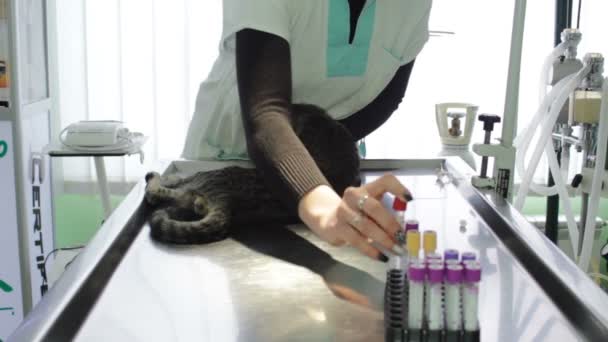 Gato Enfermo Yace Mesa Del Veterinario Mientras Examinan — Vídeo de stock