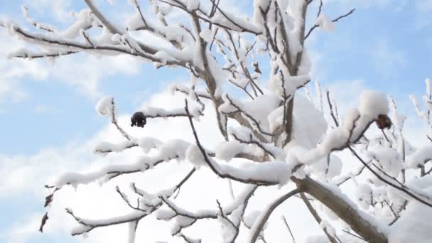 Winter Blauwe Hemel Overdekte Walnoot Takken Met Sneeuw — Stockvideo