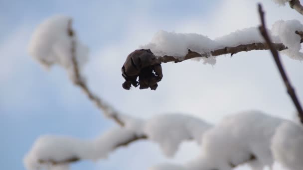 覆われて雪とウォルナットの枝 — ストック動画