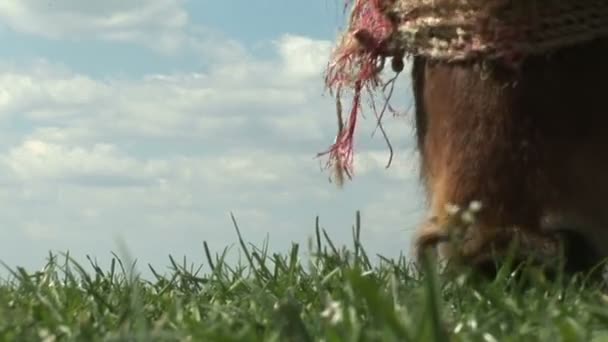 Pônei Pastando Grama Olhando Para Câmera — Vídeo de Stock