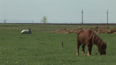 Beyaz atın arkasında yatıyor iken sahada otlatma kahverengi midilli