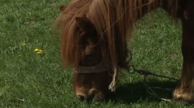 Brown pony on a leash grazing in green field