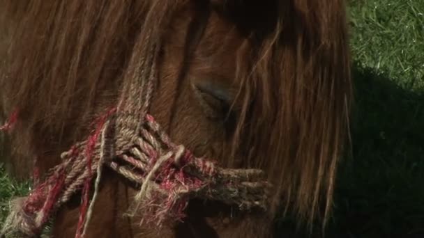 Pony Weidet Gras Während Ihn Die Fliegen Stören — Stockvideo