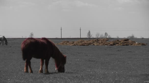 棕色小马和白马在田野上吃草 — 图库视频影像