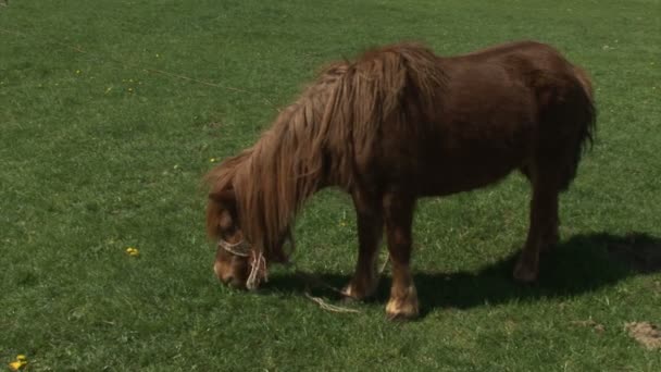 Pâturage de poneys bruns dans un champ vert 