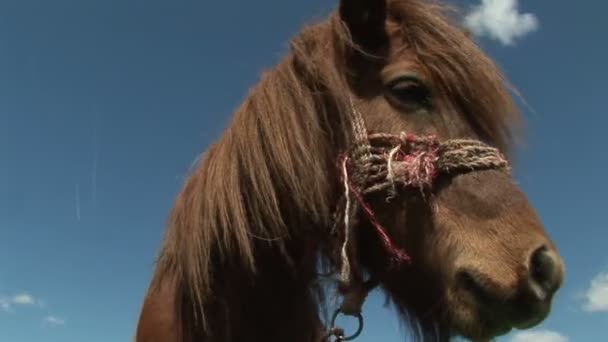 Cavalo Castanho Farejando Uma Câmera — Vídeo de Stock