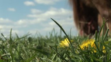Kahverengi at sarı dandelions ile yeşil alan üzerinde otlatma 