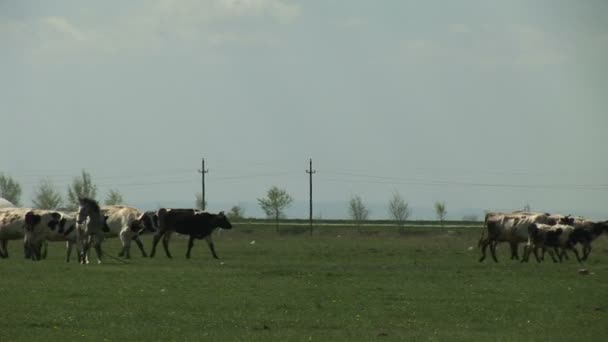Le troupeau de vaches et un cheval blanc traversent le pâturage 
