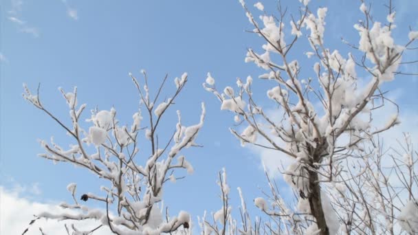 冬天蓝天和被雪覆盖的核桃树枝 — 图库视频影像