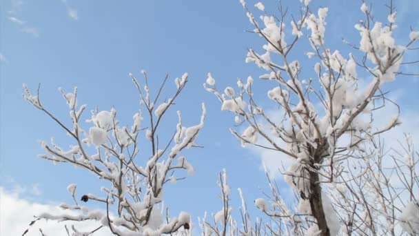 Vinter Blå Himlen Och Täckt Valnöt Grenar Med Snö — Stockvideo