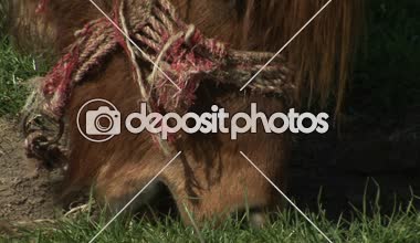 Yakın: Sulu çimenlerin üzerinde otlatma kahverengi at 