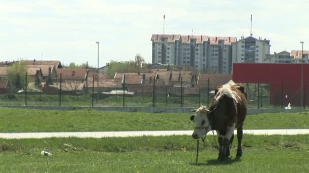 在城市放牧的牛 — 图库视频影像