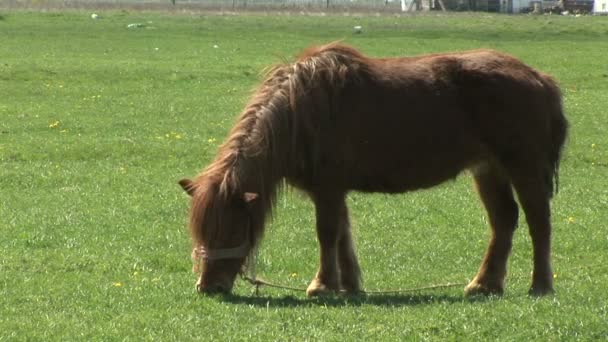 Braunes Pony Weidet Auf Grünem Feld — Stockvideo