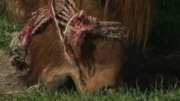 ジューシーな芝生の上で放牧クローズ アップ 茶色の馬 — ストック動画