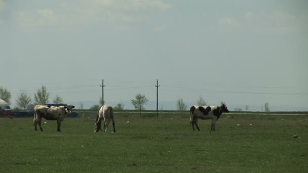 Manada Vacas Caballo Blanco Prado — Vídeos de Stock