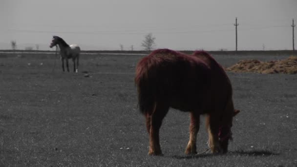 棕色小马和白马在田野上吃草 — 图库视频影像