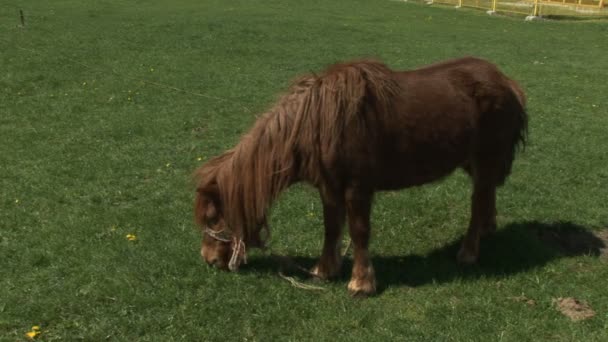 Pâturage de poneys bruns dans un champ vert 