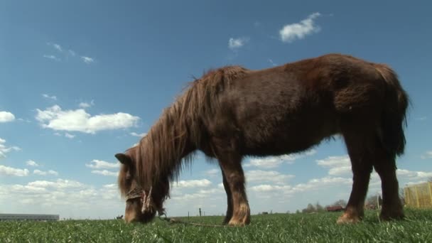 Braunes Pony Weidet Auf Saftigem Gras — Stockvideo