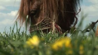 Kahverengi at sarı dandelions ile yeşil alan üzerinde otlatma 
