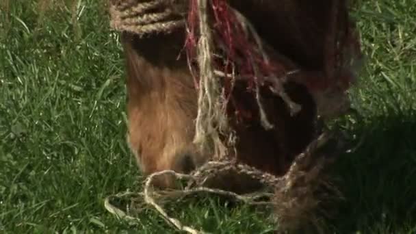 ジューシーな芝生の上で放牧クローズ アップ 茶色の馬 — ストック動画