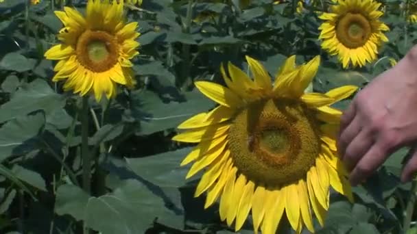 Die Hand Eines Mannes Berührt Eine Sonnenblume Auf Einem Feld — Stockvideo