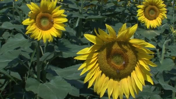 Ein Schönes Sonnenblumenfeld — Stockvideo