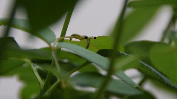 Groene Wormen Een Blad Van Rozen — Stockvideo