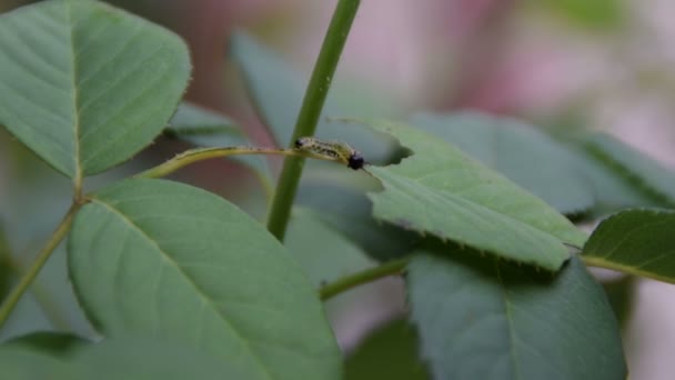 Ver Sur Une Feuille Roses — Video