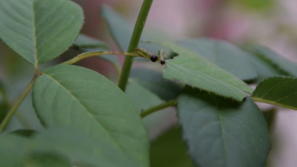 Cacing Hijau Pada Daun Mawar — Stok Video