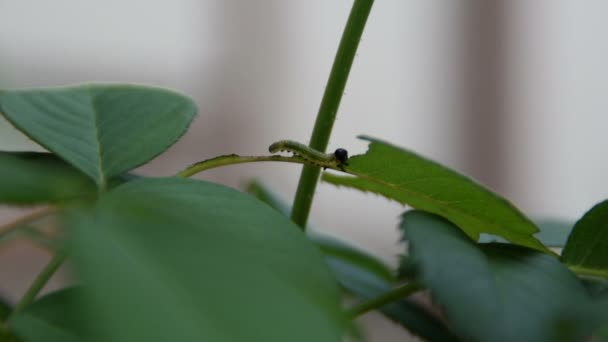 One Green Worm Leaf Roses — Stock Video