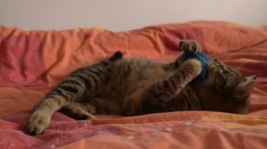 yatakta kabarık oyuncakla oynarken komik tom cat