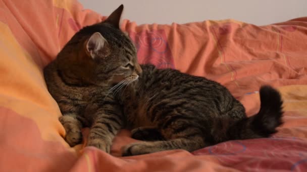 Tom Γάτα Γλείφει Τον Εαυτό Του Στο Κρεβάτι Πριν Πάτε — Αρχείο Βίντεο