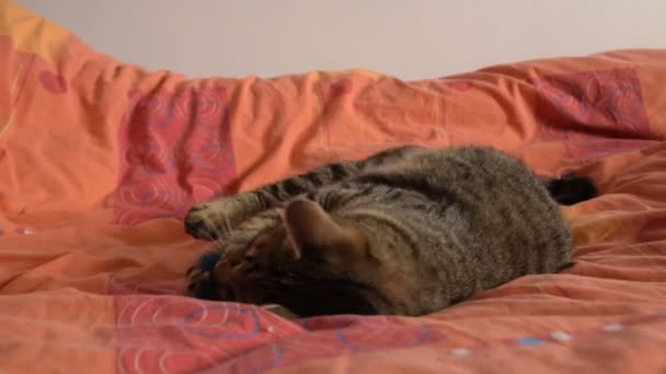 Rolig Tom Katt Leker Med Fluffig Leksak Sängen — Stockvideo