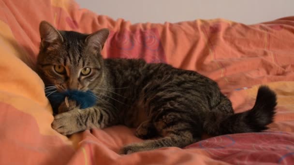 Кіт Грає Пухнастою Іграшкою Ліжку — стокове відео