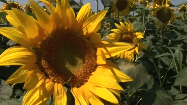 Tournesols dans un champ. 