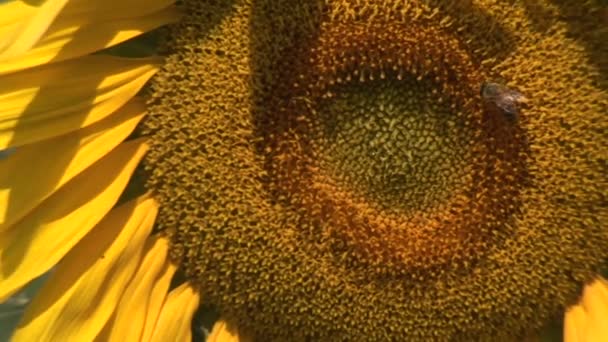 蜂蜜蜜蜂收集花粉在向日葵 — 图库视频影像