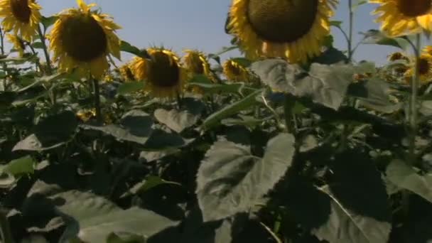 Sonnenblumenfeld Sommer — Stockvideo