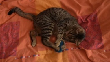 yatakta kabarık oyuncakla oynarken komik tom cat