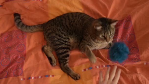 Female Hand Owner Playing Fluffy Toy Tom Cat — Stock Video