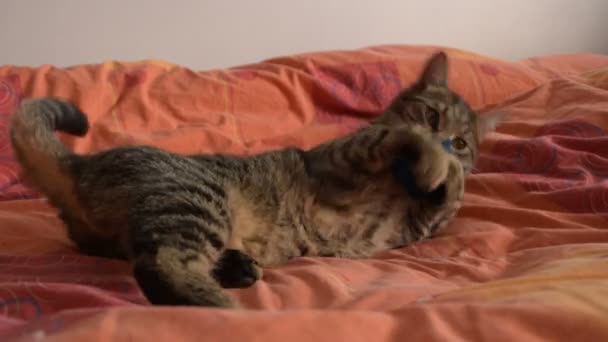 Yatakta Kabarık Topu Ile Oynarken Komik Tom Cat — Stok video