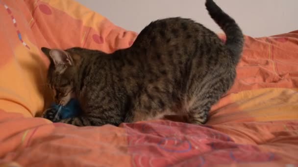 Tom Γάτα Κακή Πιάνει Και Δαγκώνει Αφράτο Παιχνίδι — Αρχείο Βίντεο