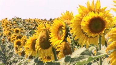 çiçek açan bir ayçiçeği tarlası.