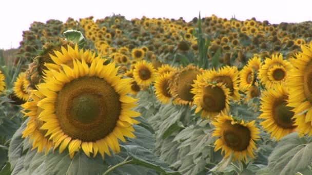 Girassóis Campo Florescente — Vídeo de Stock