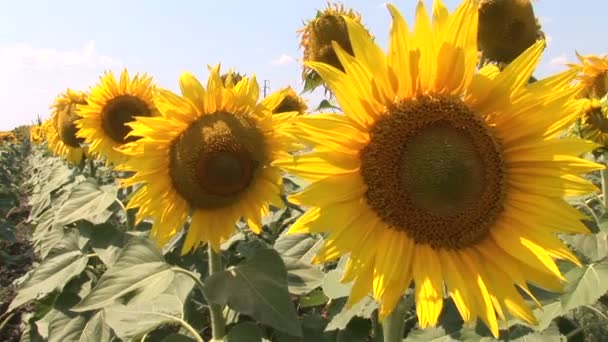 Abeille domestique dans le champ de tournesol 