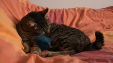  yatakta koklama kabarık oyuncak kedi