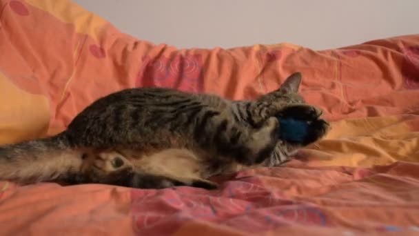 Kat Spelen Met Pluizige Speeltje Bed — Stockvideo