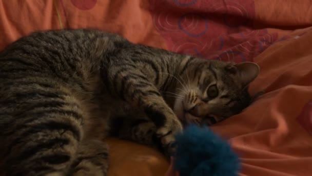 Gato Engraçado Brincando Com Brinquedo Cama — Vídeo de Stock